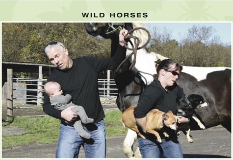 wild horses.jpg